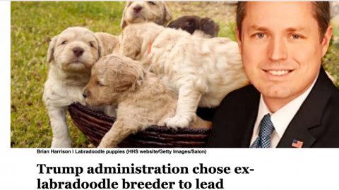 Media Falsely Claim Trump Made A Labradoodle Breeder Head Of Coronavirus Response