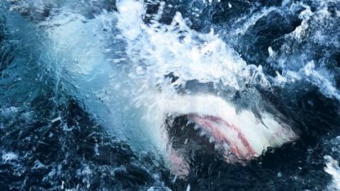 Shark activity on the rise amid COVID-19 pandemic